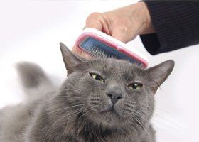 Cat and a brush on its head