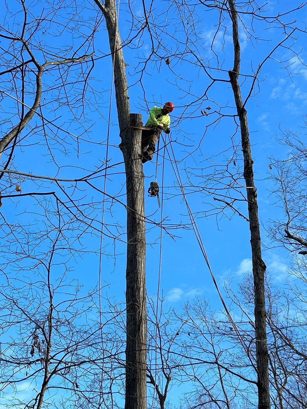 A man climbs a tree to cut it down.