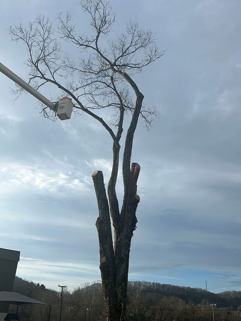 A tree trimmer cutting down a tree.