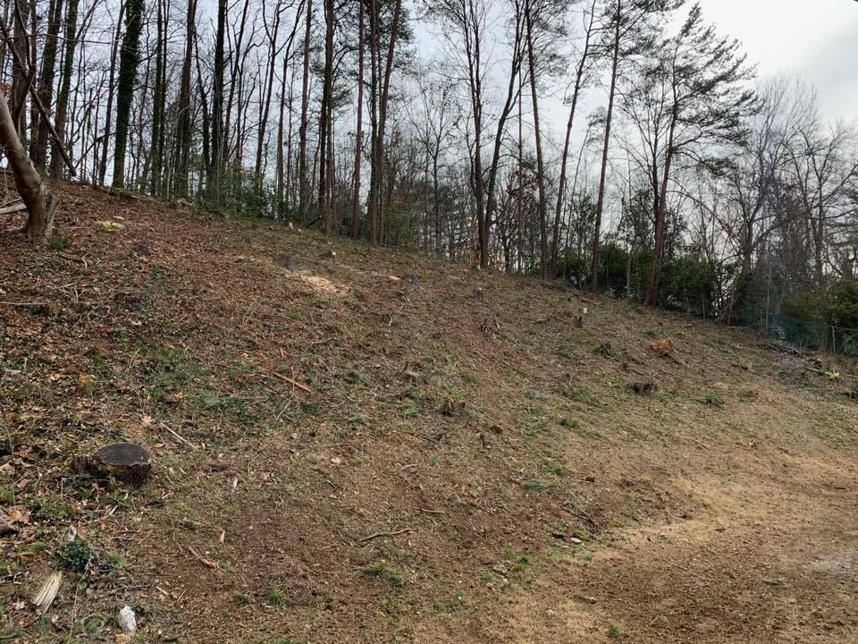 lot and land clearing