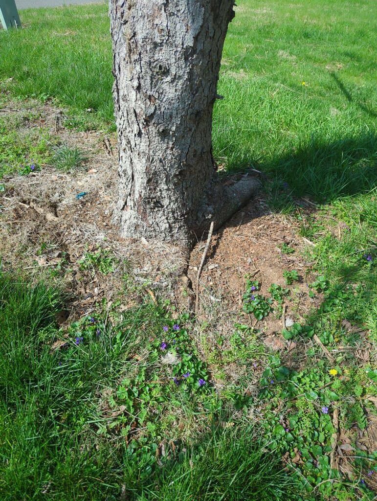 the roots of a tree are visible in the grass