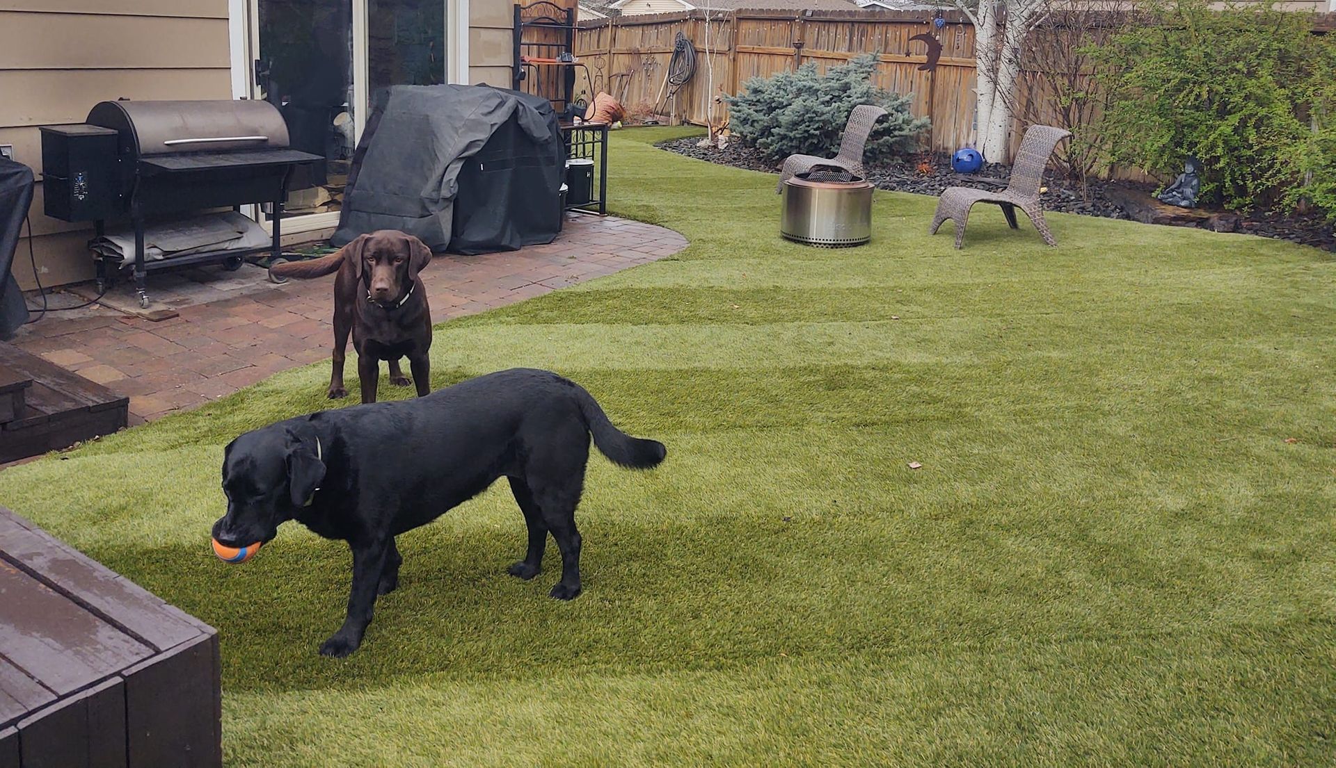 Two dogs play in a backyard with artificial turf, a grill, a fire pit, and patio furniture in the background.