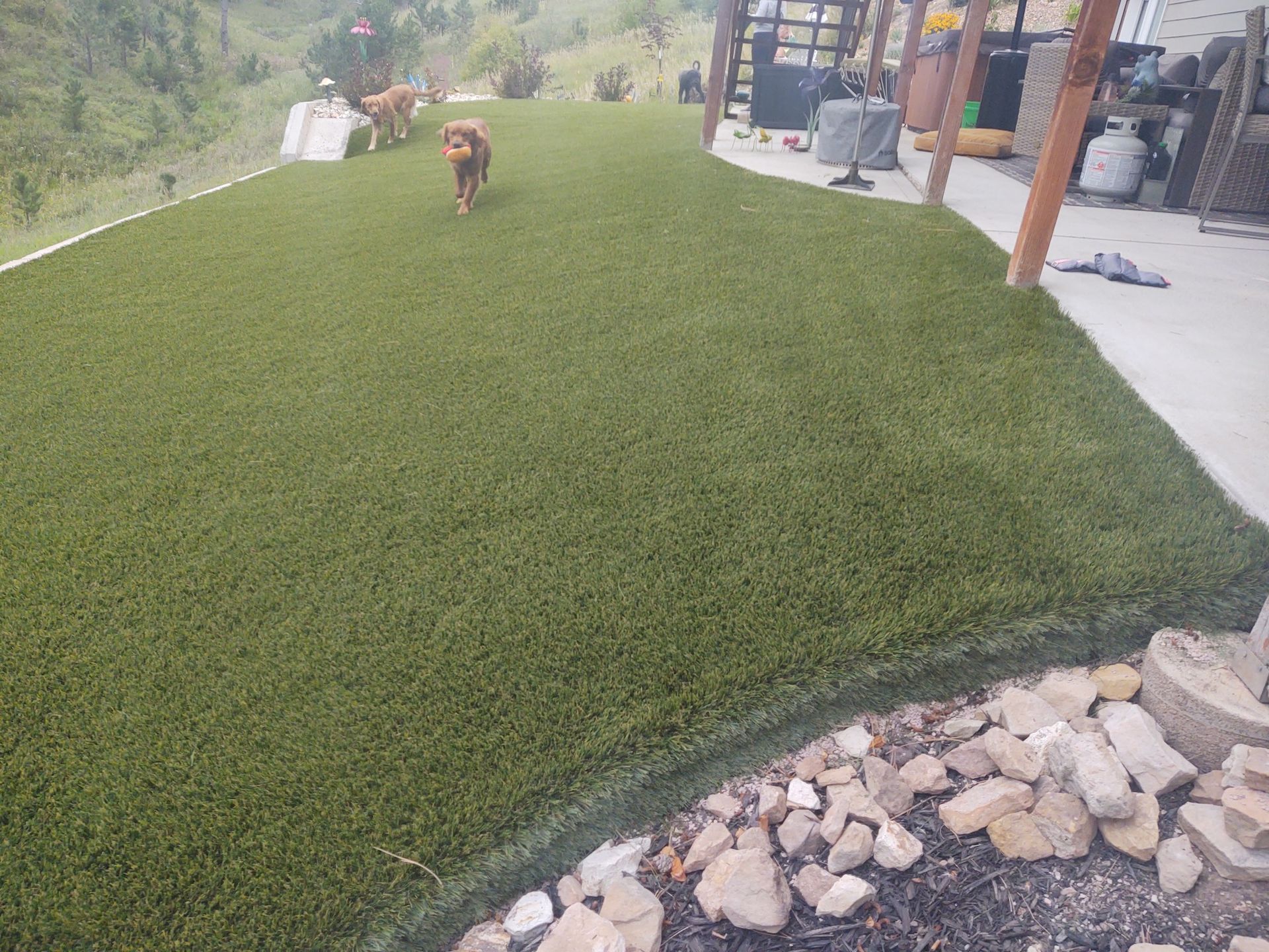 Dogs running on artificial turf in a backyard