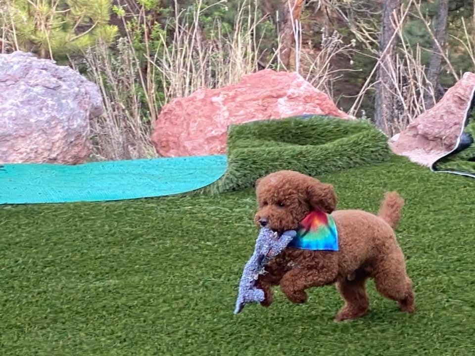 Brown poodle running on green turf, carrying a stuffed toy, wearing a rainbow bandana