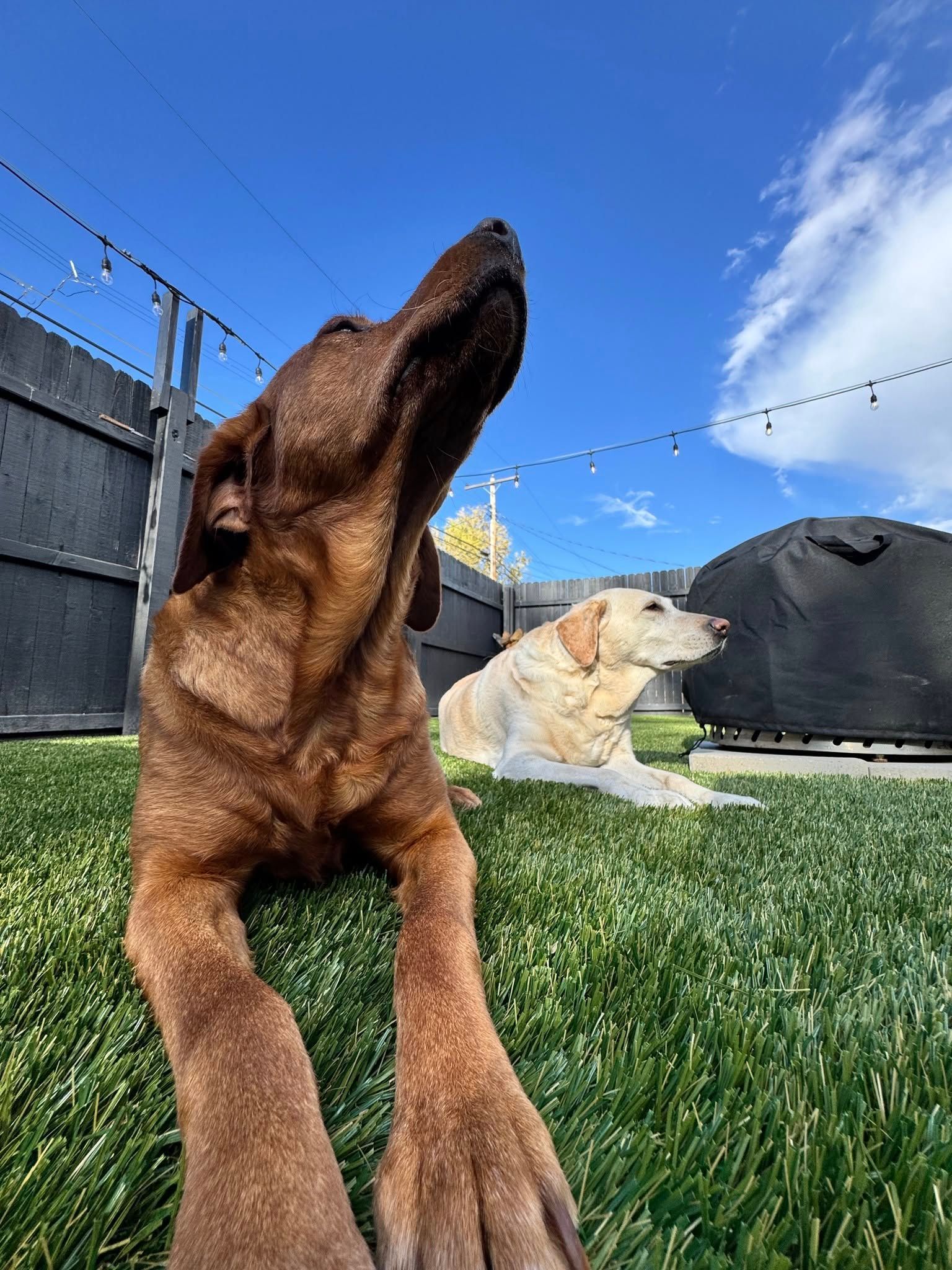 Two dogs in backyard, one brown looking up, the other white laying down in grass, blue sky with clouds