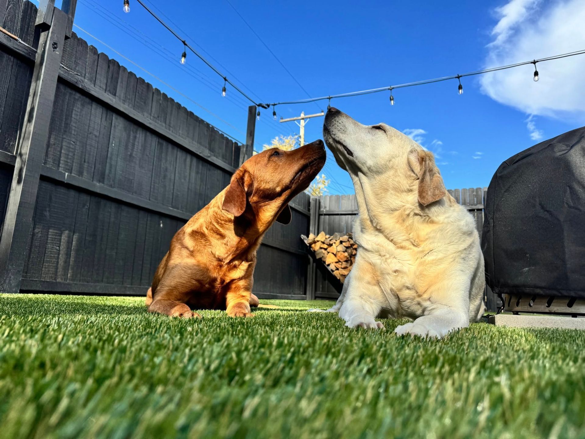 Two dogs touching noses on green grass, with a black fence and string lights in background
