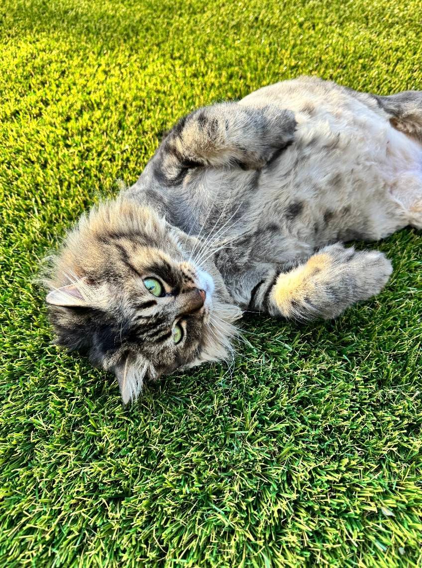 Cat lying on its back in green grass, looking up with green eyes