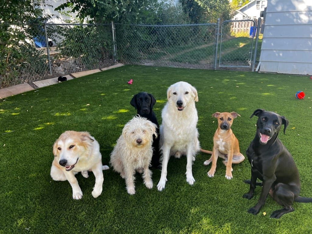 Six dogs of various breeds sitting on green turf in a fenced yard, smiling at the camera
