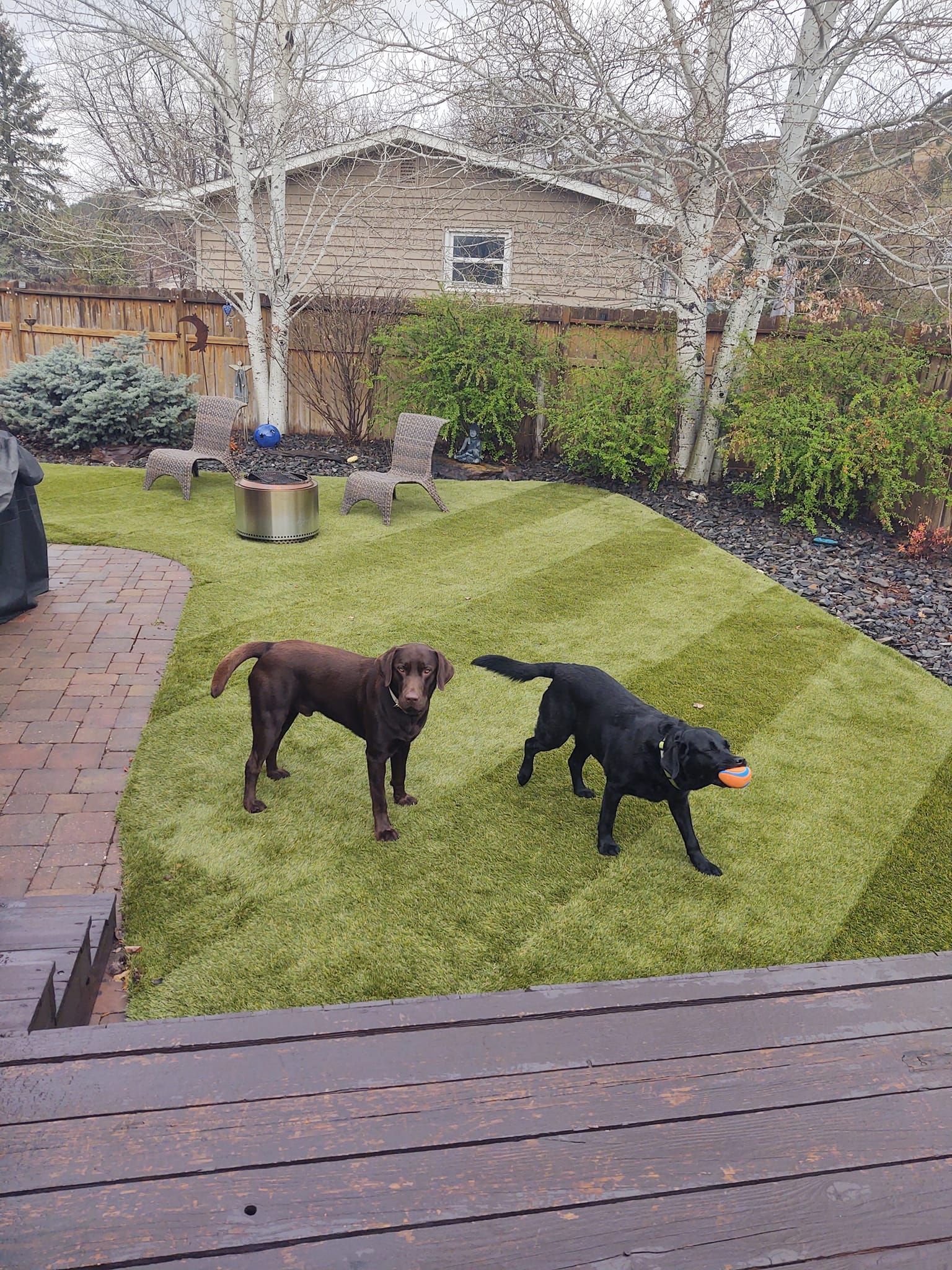 Two Labrador retrievers on a green lawn, one brown, one black, with a ball. Backyard setting