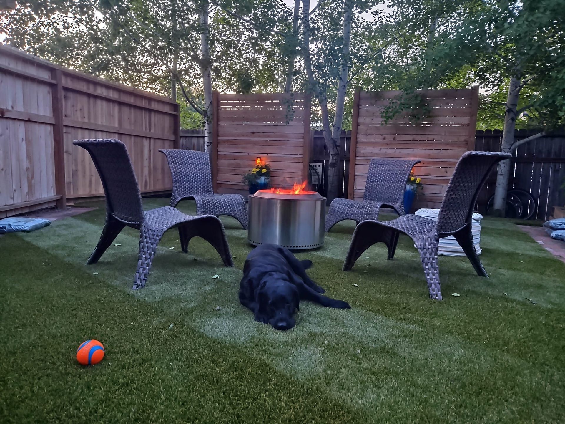 Black dog resting on green turf near a fire pit surrounded by chairs in a backyard