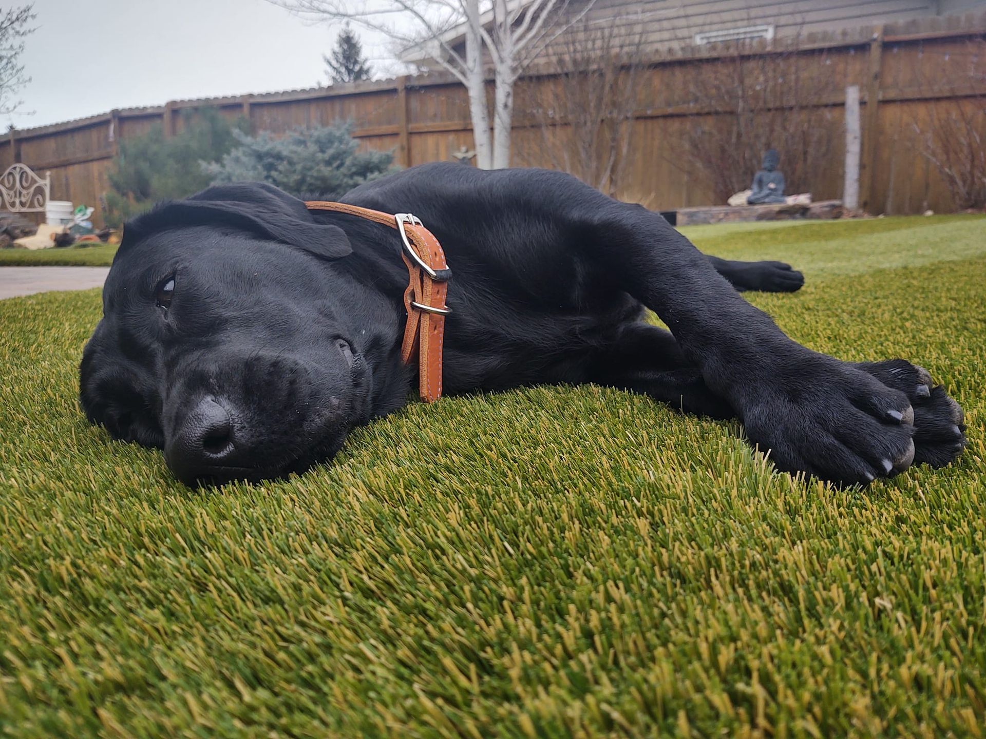 Black dog resting on green grass in a backyard, wearing a brown collar