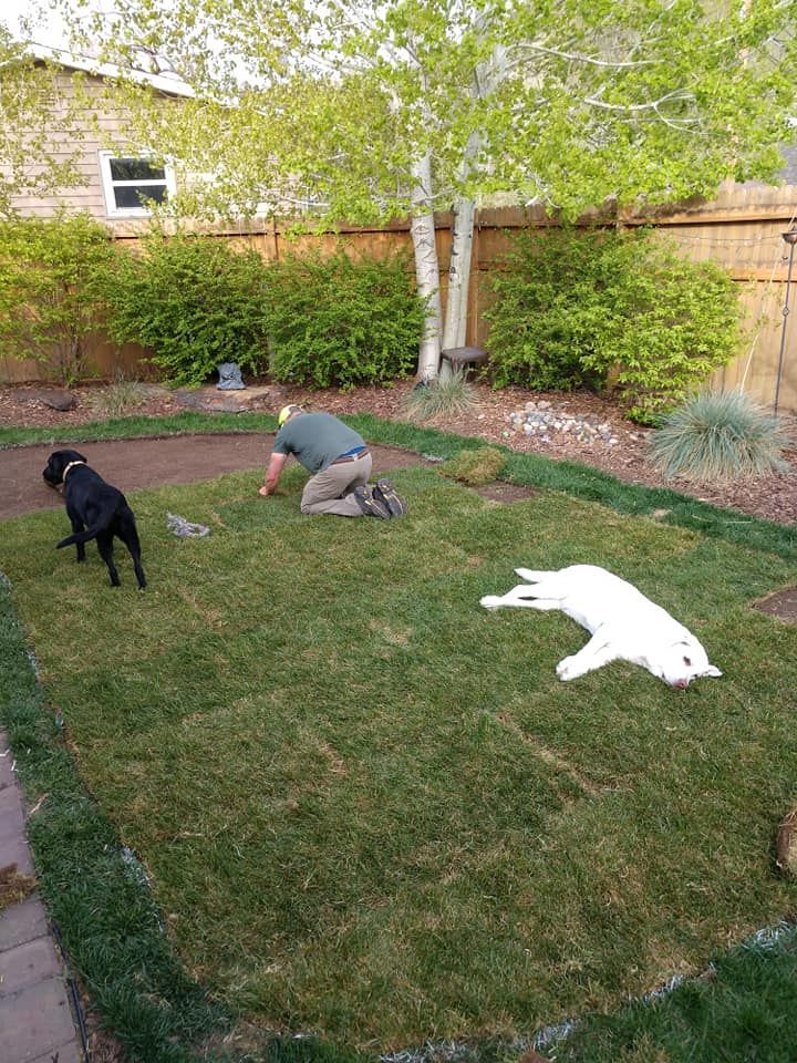 A man kneels, laying sod in a backyard with two dogs on the green grass and bushes