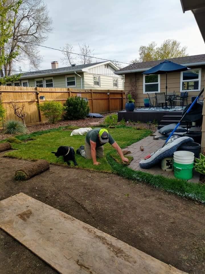 Man laying sod with a dog in a backyard