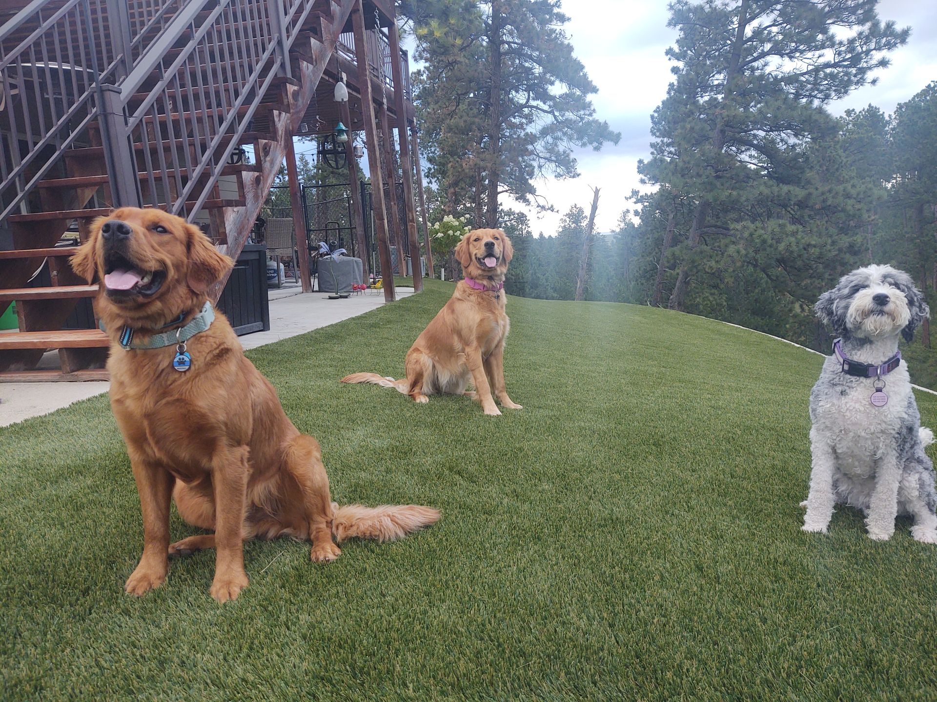 Three dogs sitting on green turf in front of a wooden structure and trees, sunny day.
