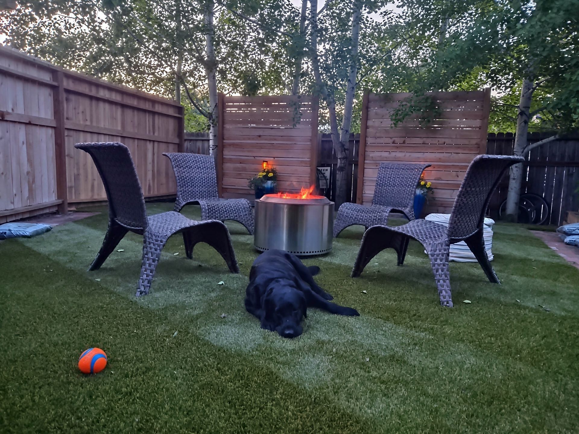 Dog resting near a fire pit surrounded by chairs in a backyard with wooden fences and trees.