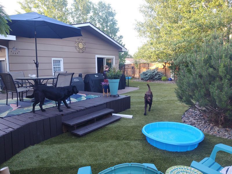 Two dogs on a deck in a backyard with a pool and patio furniture.