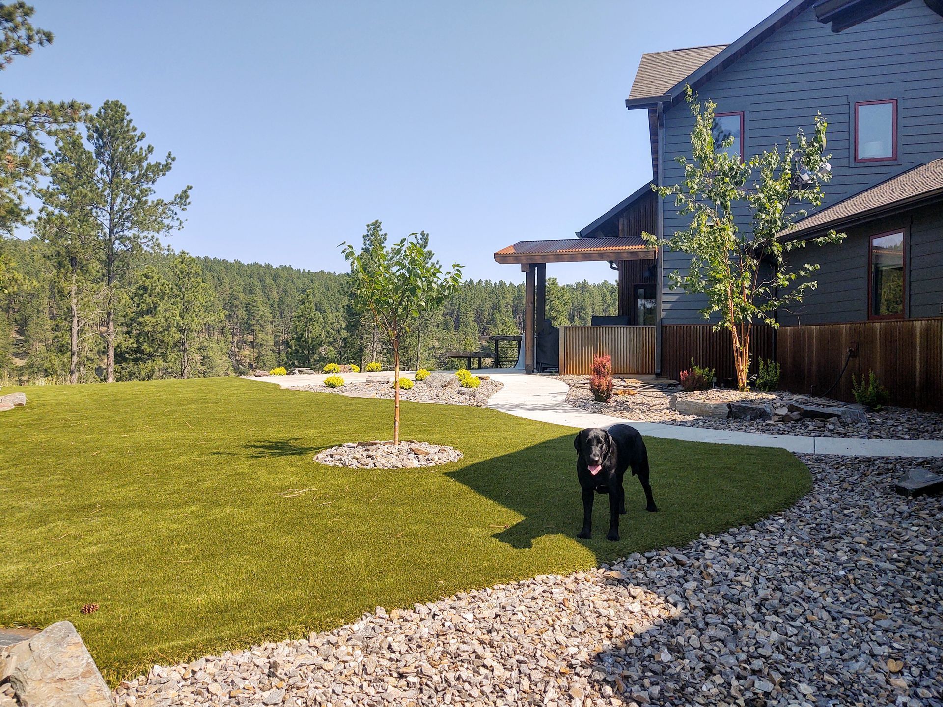 Black dog in a landscaped yard with house and forest backdrop.