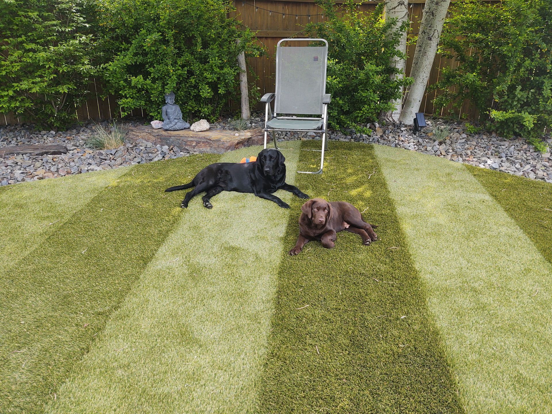 Two dogs on striped green lawn, black and brown, near chair and bushes.