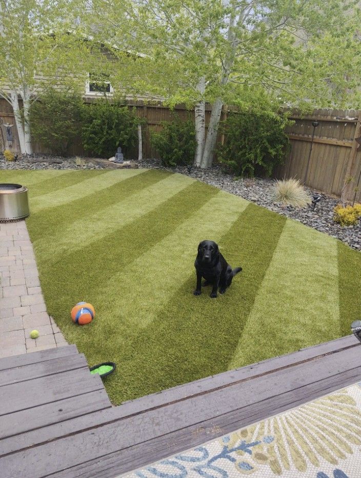 Black dog sits in a striped green yard with two balls; trees, a fence, and a patio are in the background