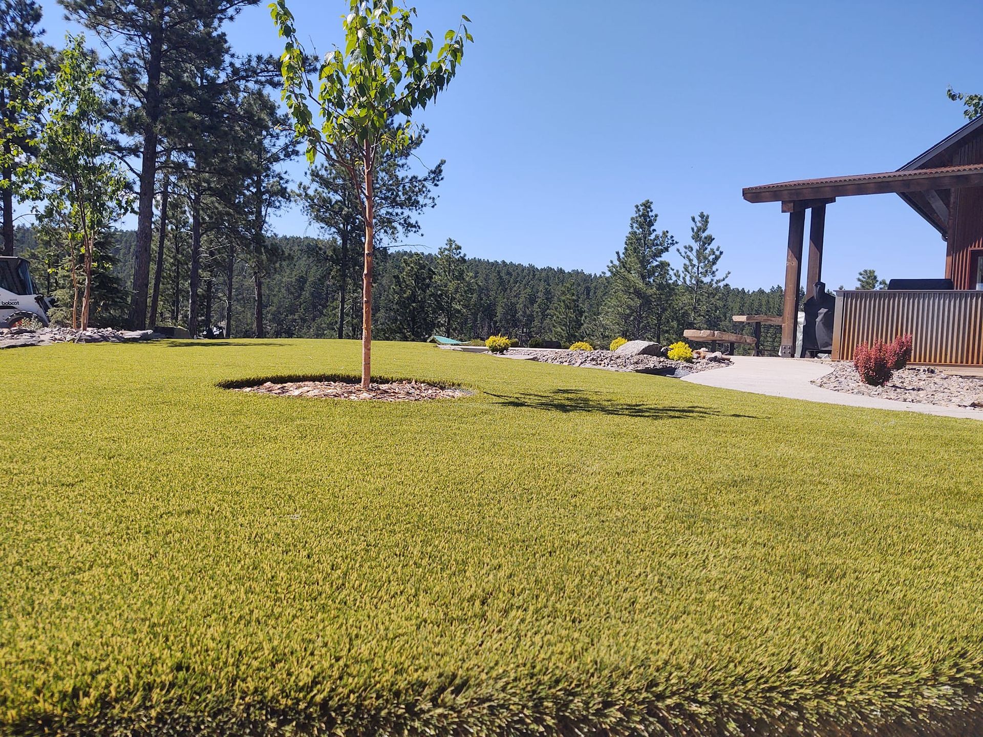 Lush green lawn with a young tree, pathway, and wooden pergola against a backdrop of pine trees