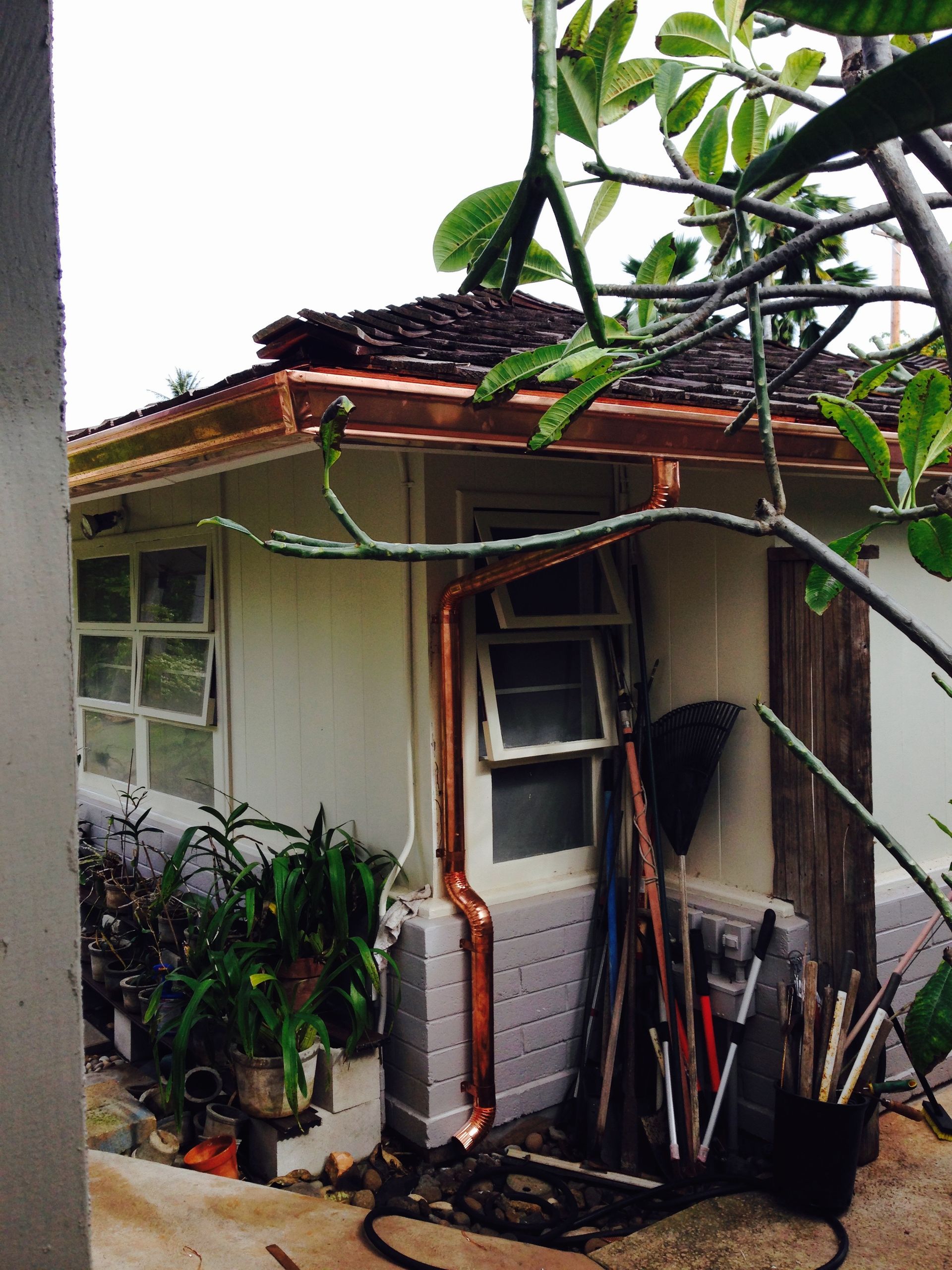 House with plants and a gutter