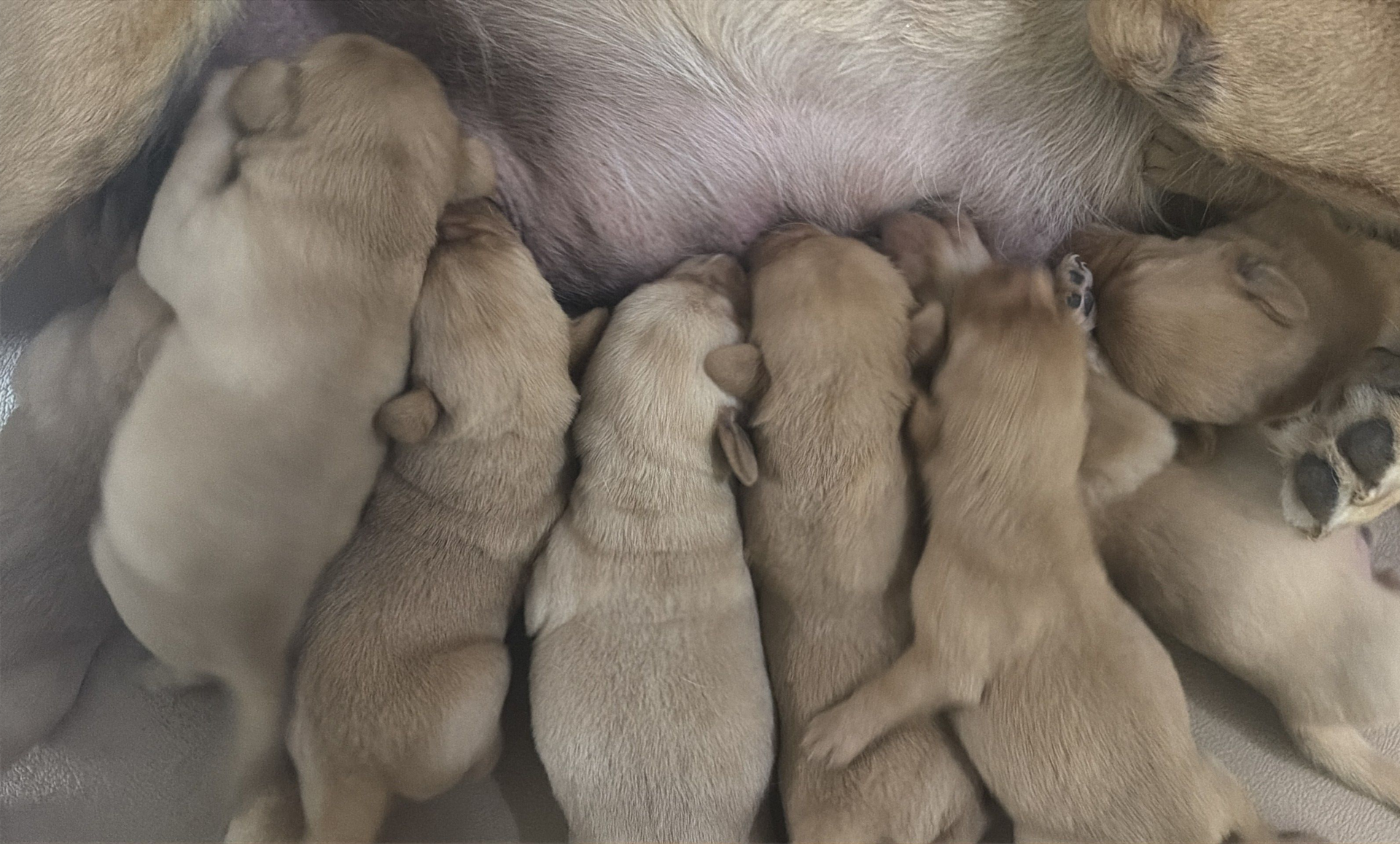 A group of light-colored puppies nursing from their mother.