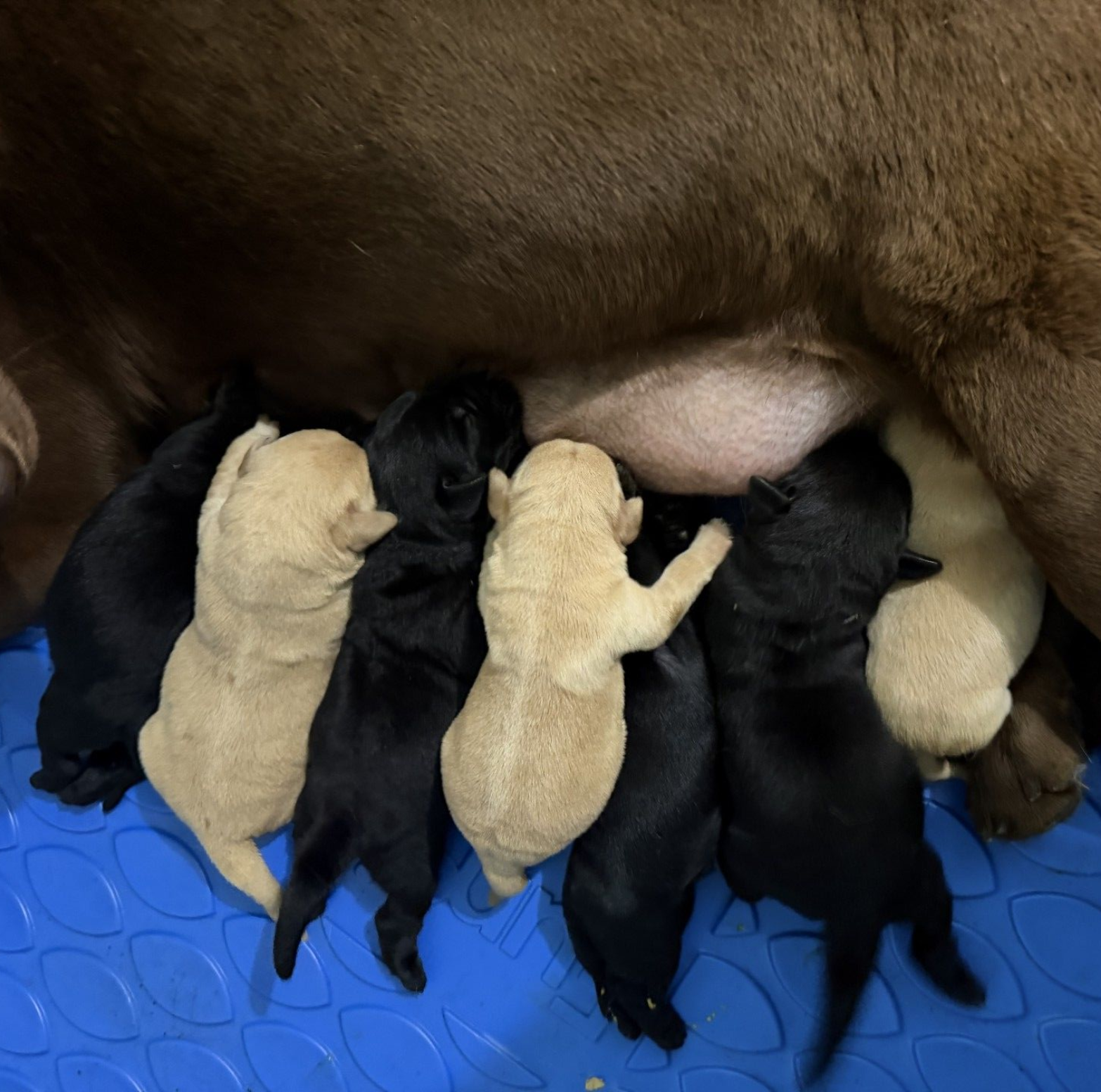 A mother dog nursing a litter of six black and tan puppies on a blue plastic mat.
