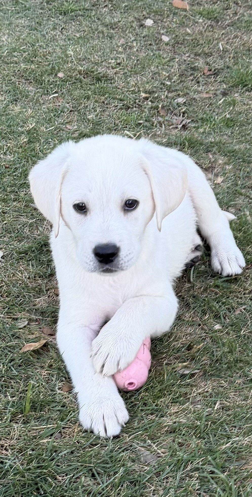 A white puppy lies on green grass, resting one paw on a small pink toy.