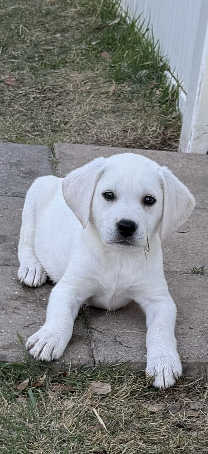 A white puppy with dark eyes sits on a concrete patio next to a patch of grass.