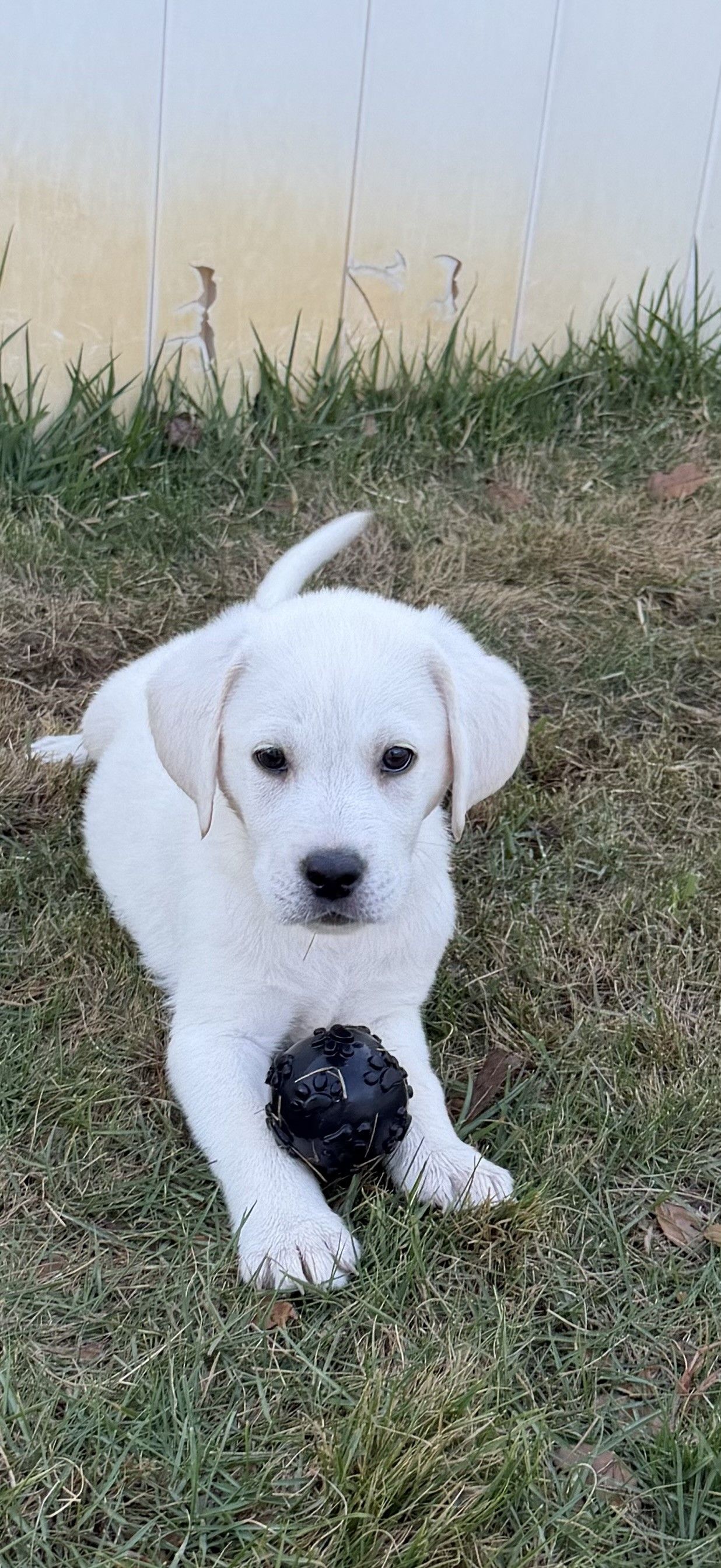 A white puppy sitting in the grass, looking at the camera while resting its front paws on a dark ball.