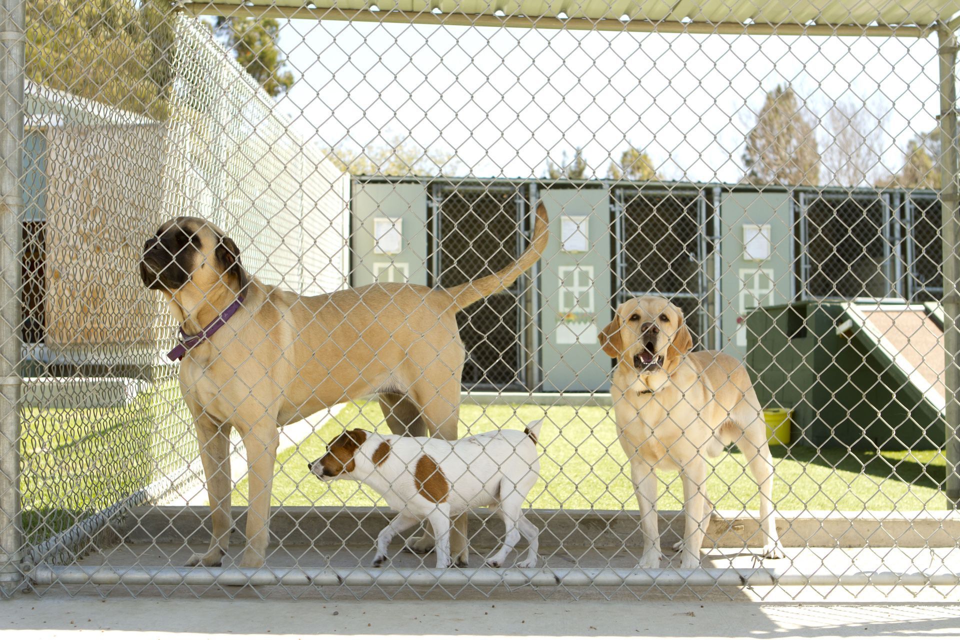 Three dogs of varying sizes behind a chain-link fence at a dog park.