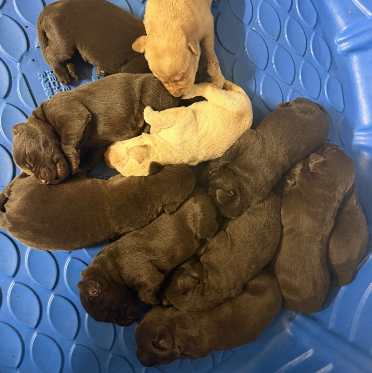 A litter of sleeping newborn puppies, including one cream-colored and several dark-coated ones, in a blue plastic pool.