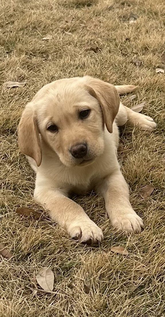 yellow Labrador puppies