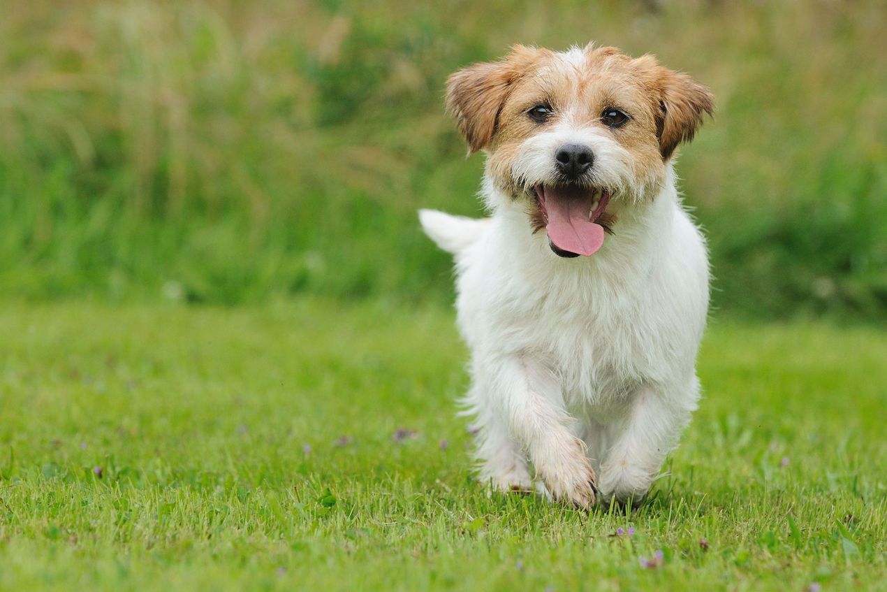 Small white-and-brown dog running on green grass with tongue out