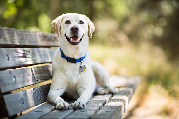 Yellow Labrador retriever dog smiling on a wooden park bench, wearing a blue collar.