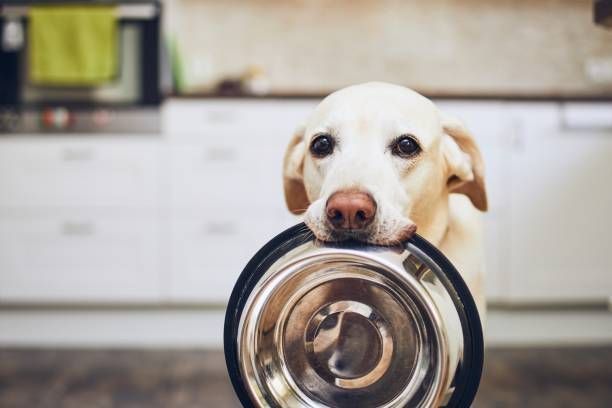 Yellow Labrador dog holding an empty silver food bowl in its mouth, looking at the viewer in a kitchen.