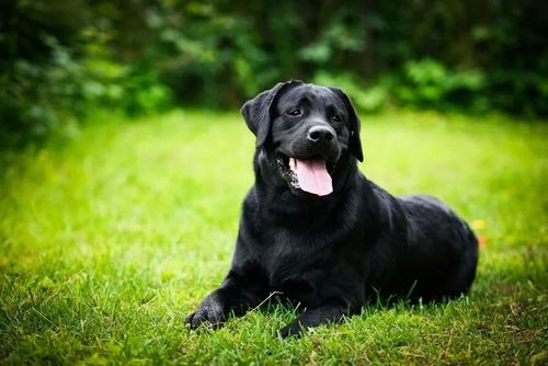 Black Labrador dog lying on green grass, panting with tongue out.