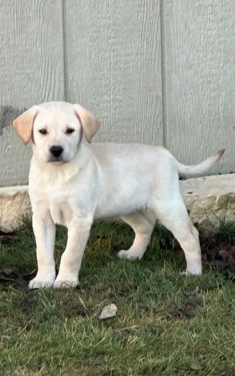Yellow Labrador puppy standing on grass in front of a white wall.