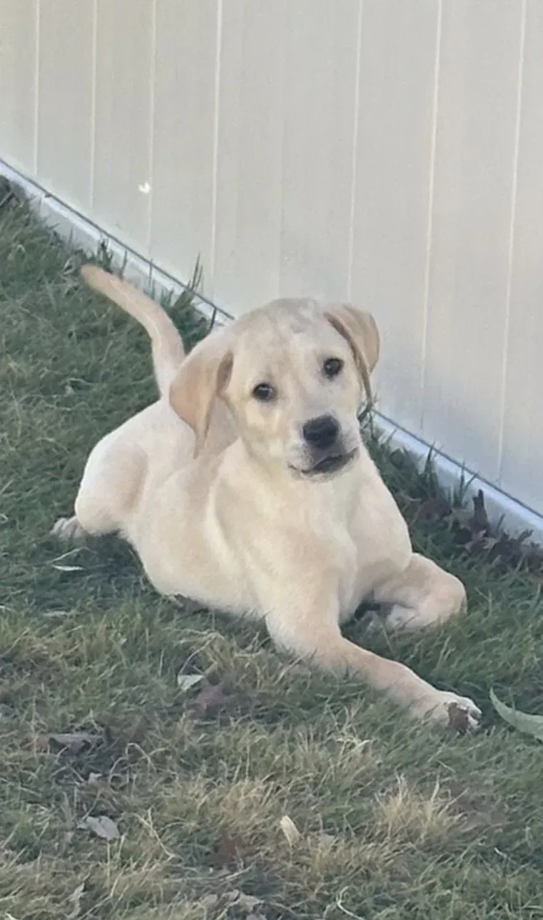 Yellow Labrador puppy resting on grass near a white fence, looking at the camera.