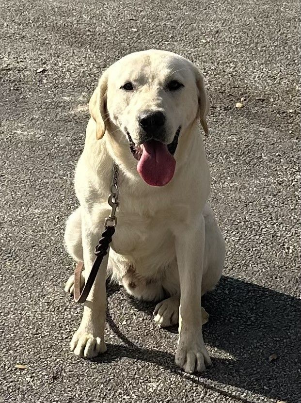Yellow Labrador dog sitting on pavement, panting, with leash attached.