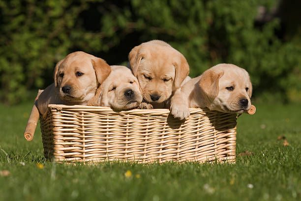 Four yellow Labrador puppies in a wicker basket on a grassy lawn.