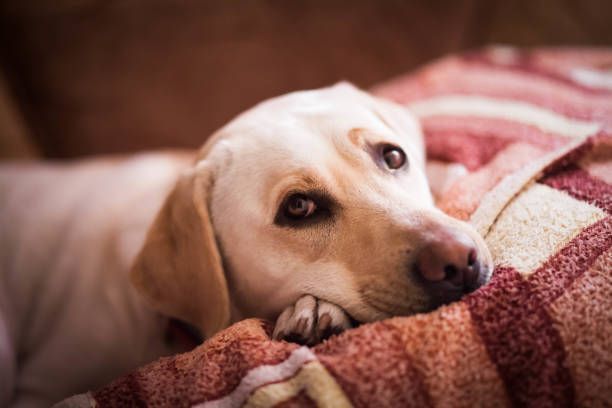 Yellow Labrador dog resting head on a plaid blanket, looking slightly wistful.