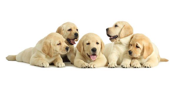 Five yellow Labrador puppies lying together against a white background.