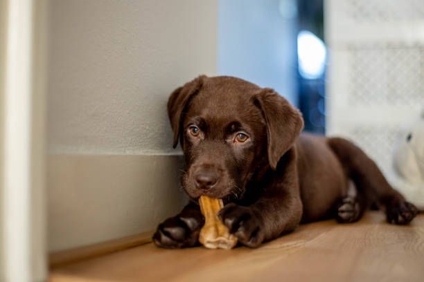 Chocolate Labrador puppy lying on wood floor, chewing on a bone.
