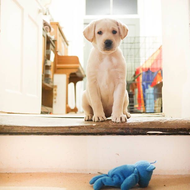 Yellow Labrador puppy sitting on a step, looking at the camera. A blue toy is on the floor.
