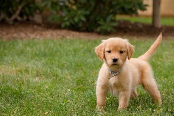 Golden retriever puppy standing in green grass.