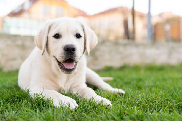 Yellow Labrador puppy lying in green grass, panting with its tongue out.