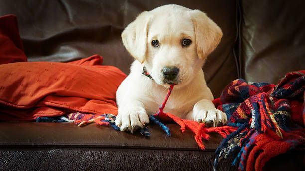 Yellow Labrador puppy chewing on a red rope toy, resting on a brown sofa with pillows and a blanket.