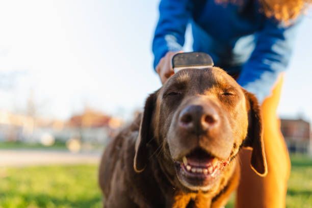 Brown dog being brushed outdoors, eyes closed, smiling.