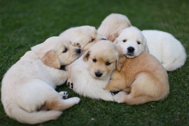 Pile of six golden retriever puppies curled up on green grass.